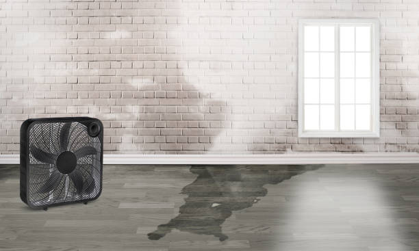 Best Carpet water damage restoration  in Highland Park, IL